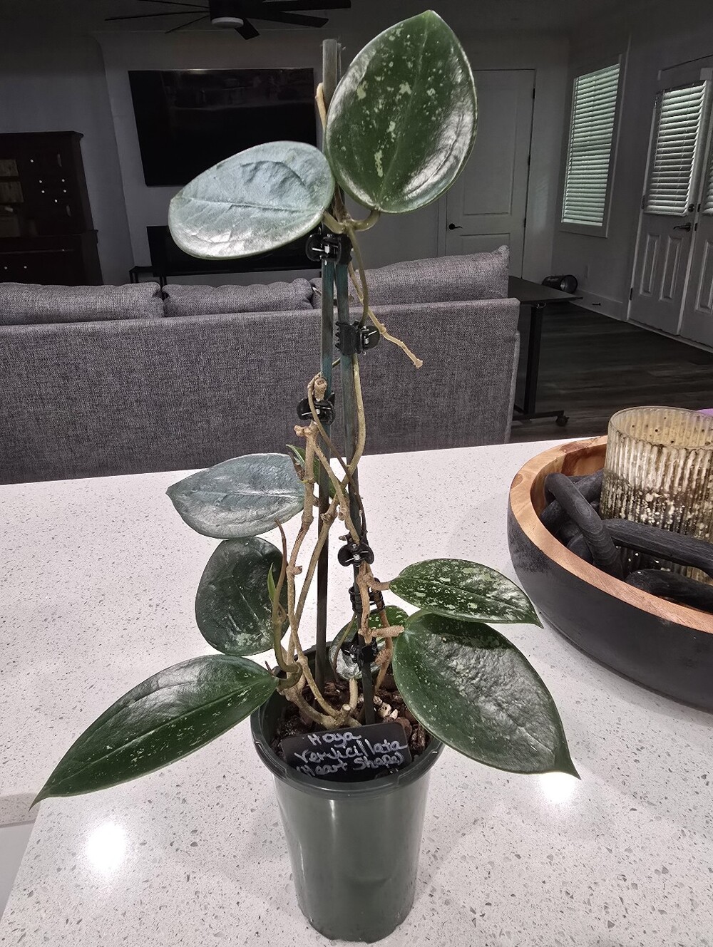 Gorgeous Verticillata Heart Shape Splash 18" Hoya